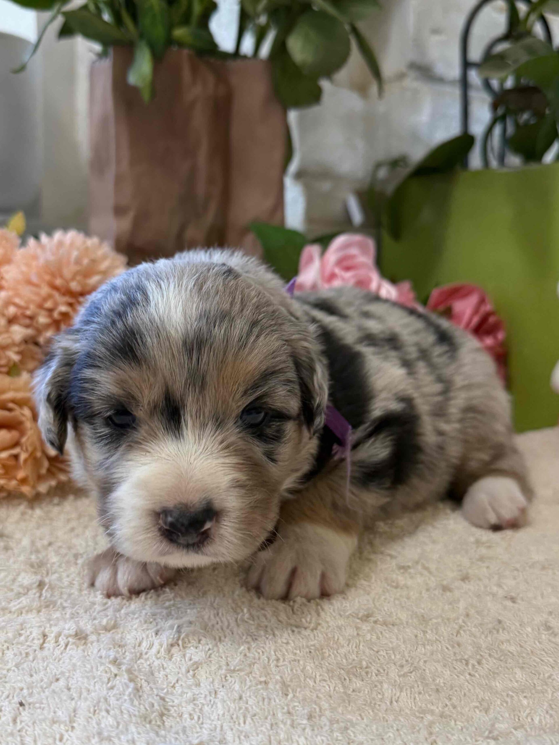 Tricolour Blue Merle Border Collie puppy