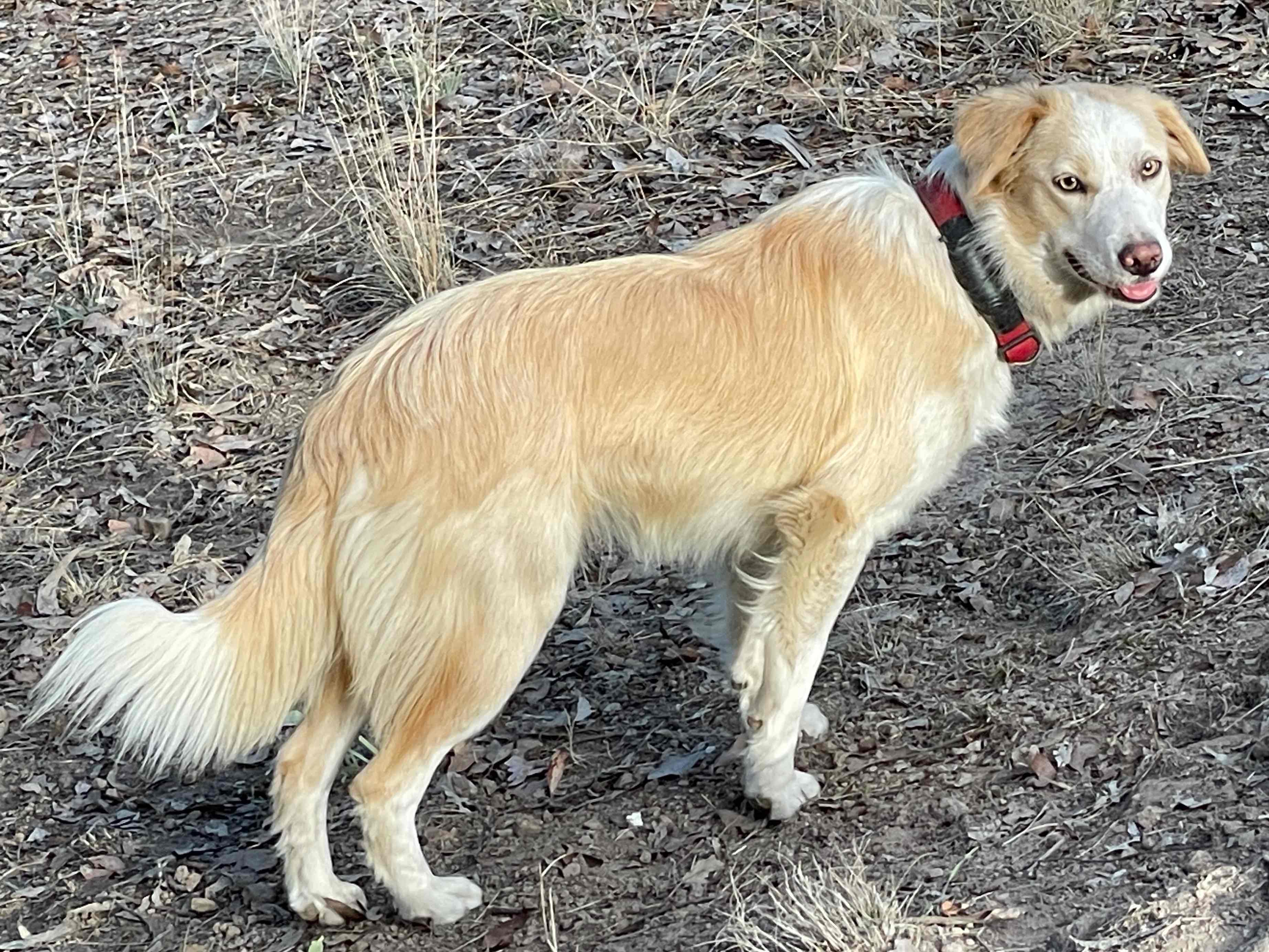 Blonde (wheaten & white) Border Collie standing smiling
