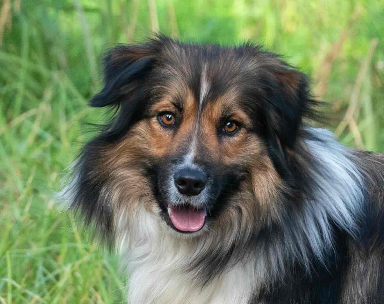 Sable Border Collie facing the camera and smiling 